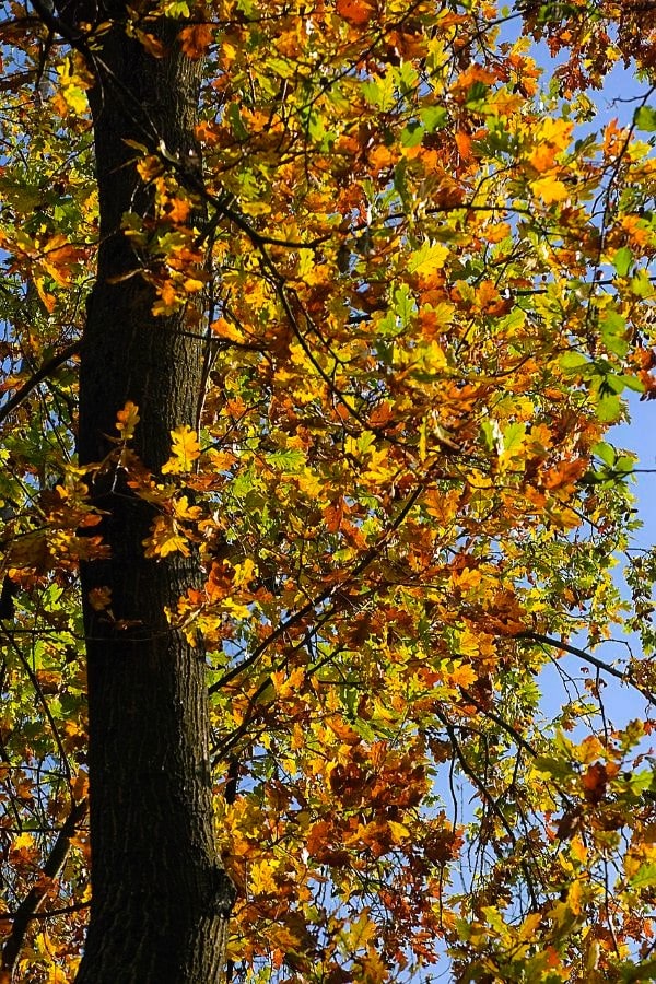albero della foresta con i colori dell'autunno