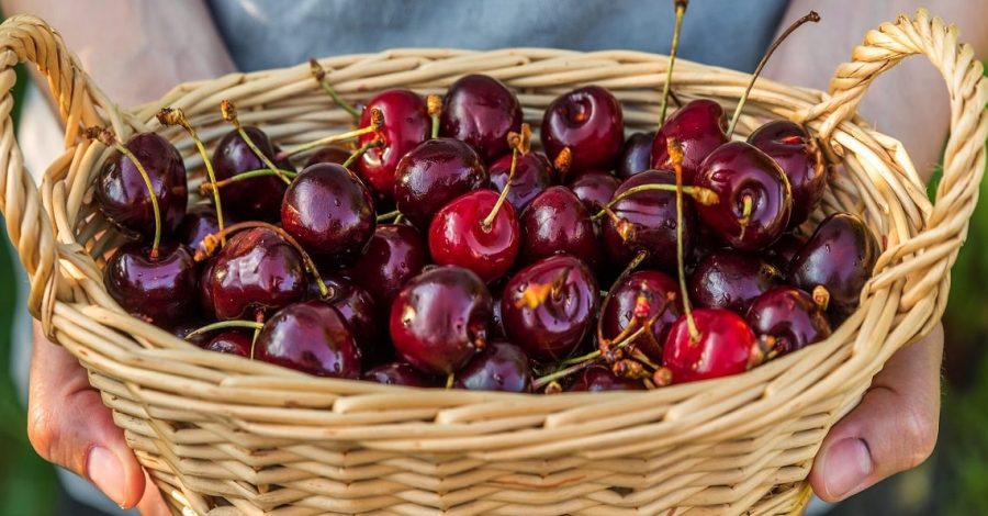 alla scoperta dell'enogastronomia di turi in puglia