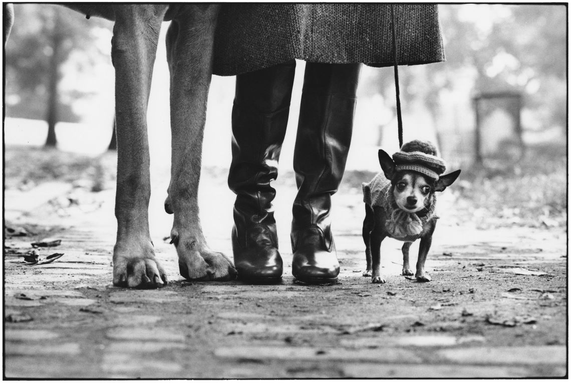 una delle tante fotografie di elliott erwitt dedicate ai cani