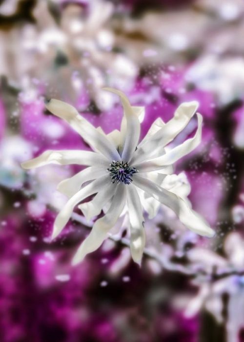 fiore di calicantus fotografato dall'artista erika zolli