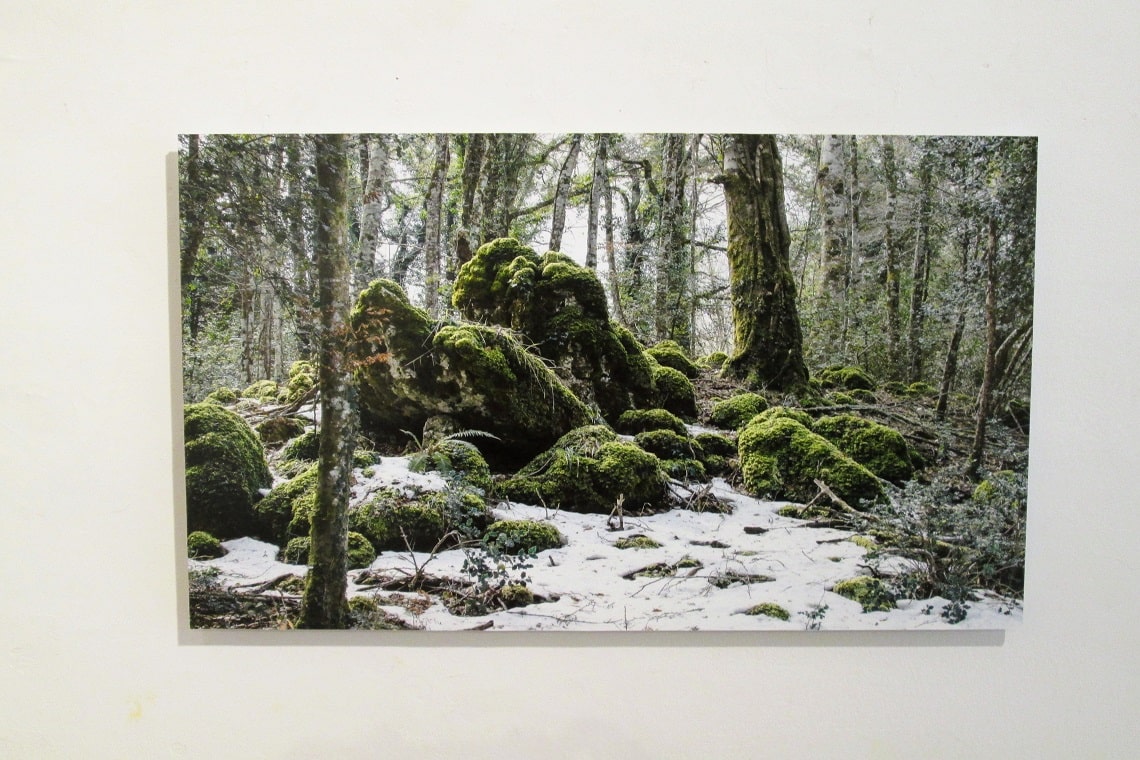 una delle tante fotografie di alberta zallone dedicate alla foresta umbra nel gargano