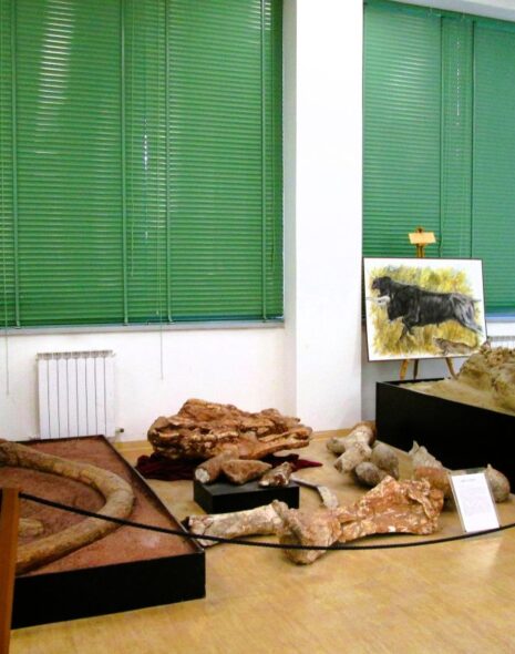 il museo di scienze della terra di bari