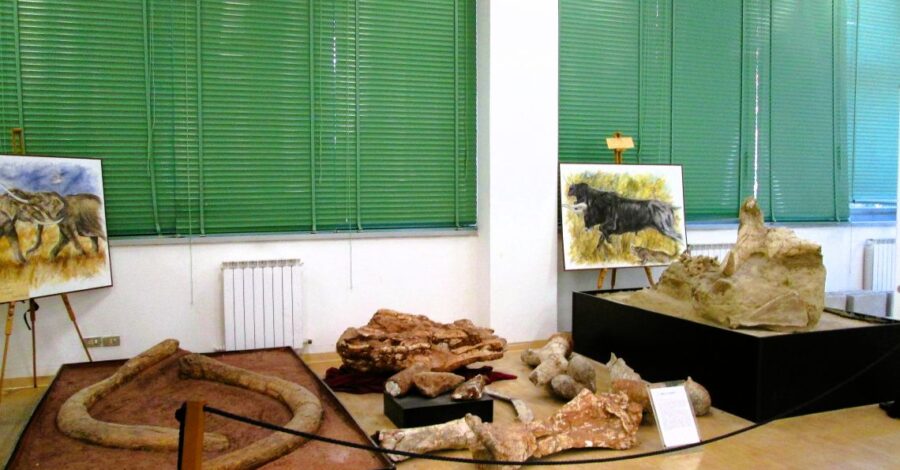 il museo di scienze della terra di bari