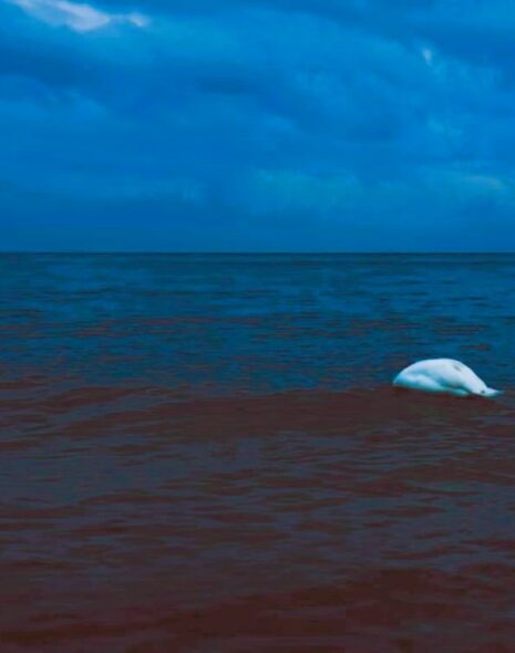 moby dick e le balene in mostra a genova, tra miti e leggende del mare