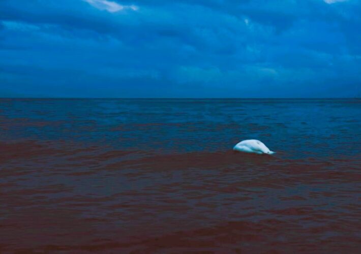 moby dick e le balene in mostra a genova, tra miti e leggende del mare