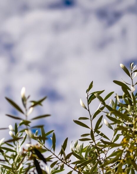 la puglia al tempo della pasqua tra riti e tradizioni locali