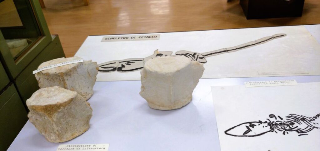 resti di scheletro di cetaceo - museo di scienze della terra di bari