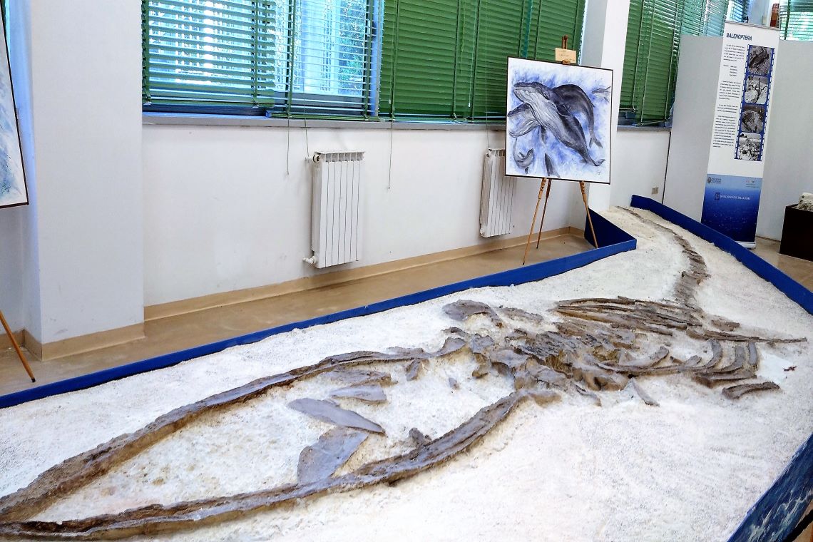 scheletro di balenottera nel museo di scienze della terra di bari