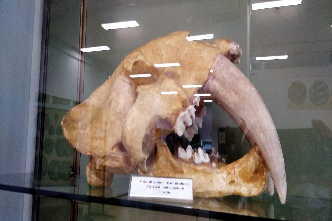 cranio di tigre dai denti a sciabola