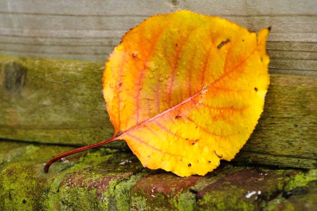 foglia autunnale - dove vedere il foliage in puglia