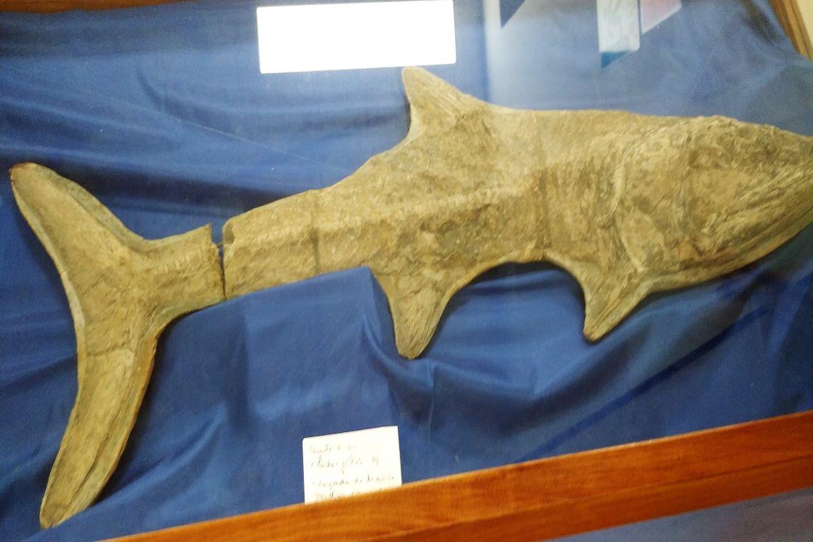 fossile di cladociclo presente nel museo di scienze della terra di bari